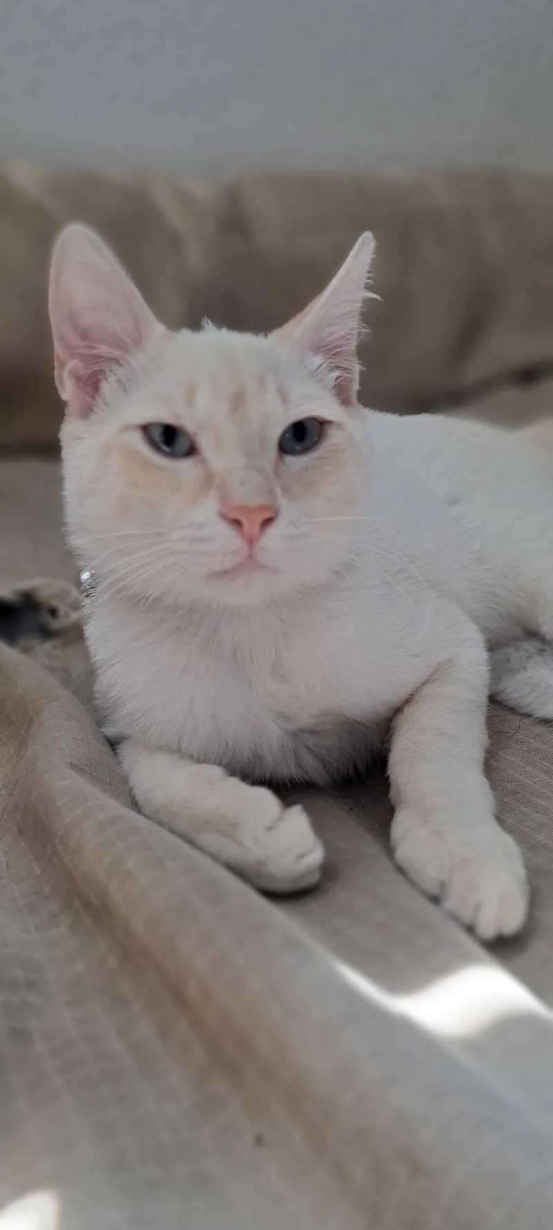 A baby medium-sized male Domestic Short Hair cat named Ritchie for adoption in Dixon, CA