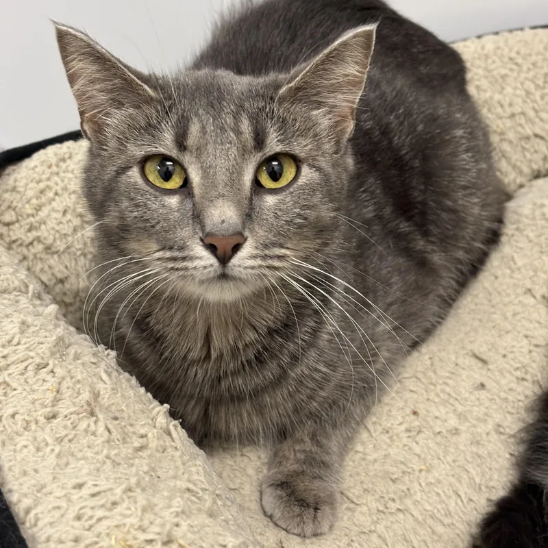 Mamma Mia thumbnail 2