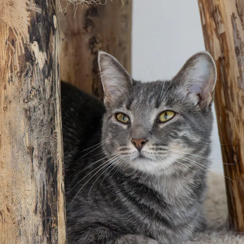 Mamma Mia thumbnail 3