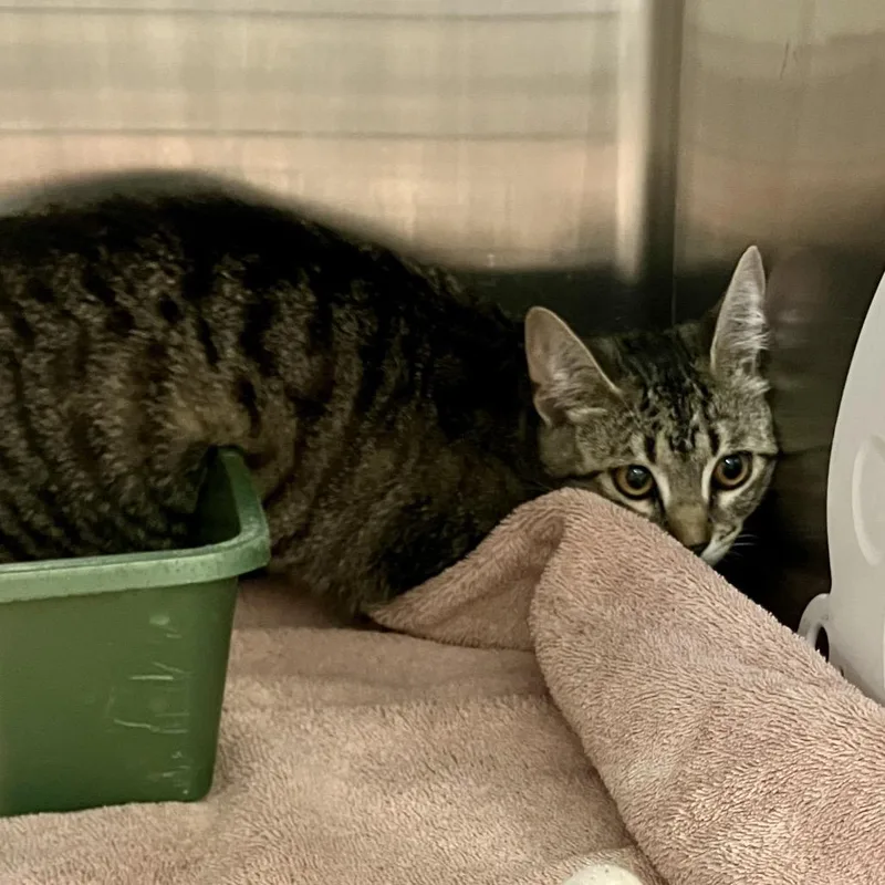 A young medium-sized female Brown / Chocolate Domestic Short Hair cat named Maya for adoption in Port Charlotte, FL