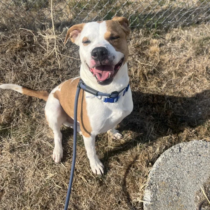 An adult medium-sized male Brown / Chocolate Mixed Breed dog named Milo Man for adoption in Spokane, WA