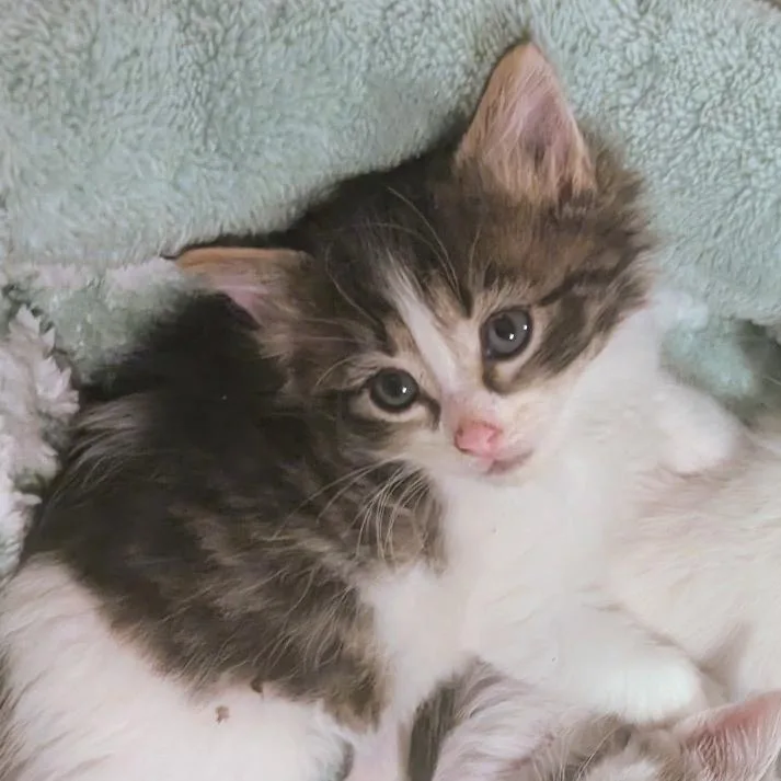 Spaz thumbnail 6