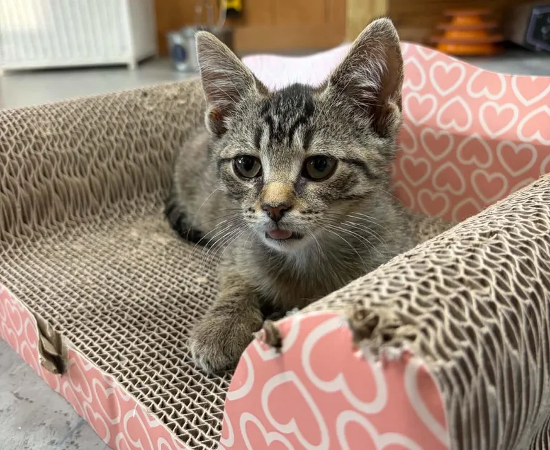 A young medium-sized male Domestic Short Hair cat named Gus for adoption in Gettysburg, PA