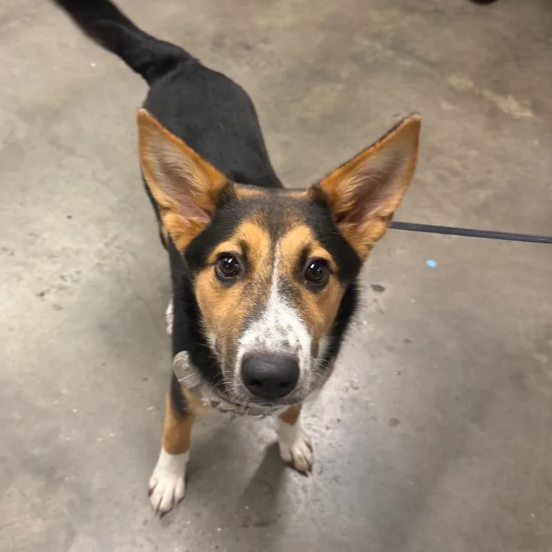 A baby medium-sized male Collie dog named Aj for adoption in Tampa, FL