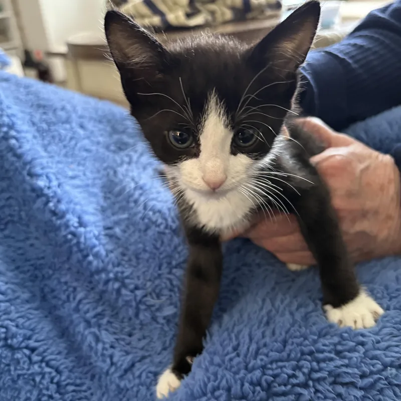 A baby medium-sized male Black & White / Tuxedo Domestic Short Hair cat named Spade for adoption in Moriches, NY