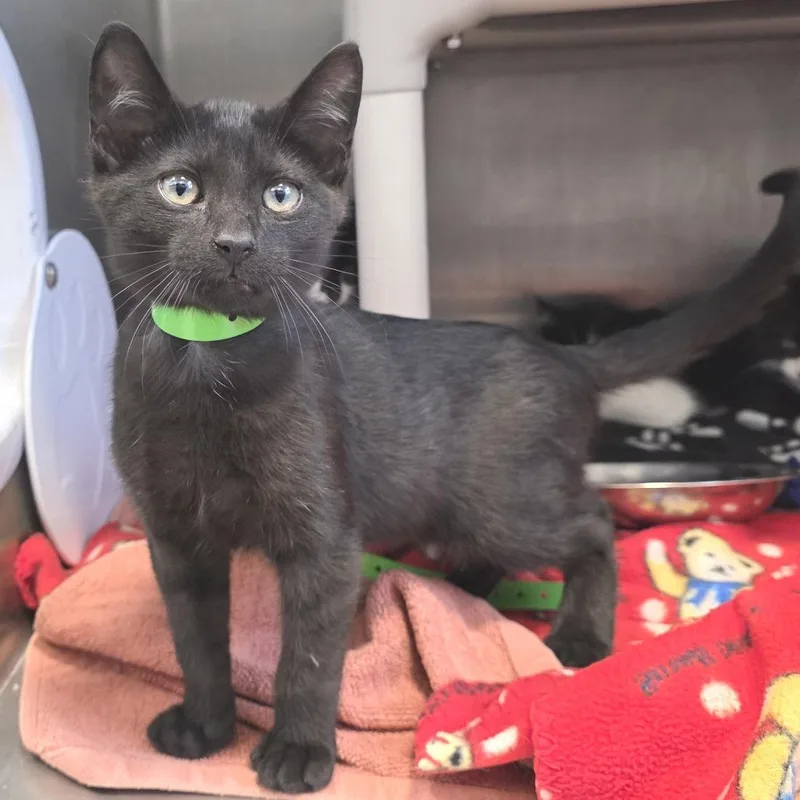 A baby small-sized male Black Domestic Short Hair cat named Nugget for adoption in Fort Wayne, IN