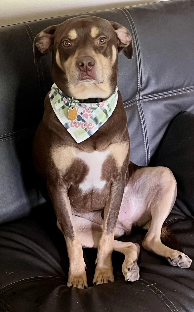 An adult medium-sized male Hound dog named Brownie for adoption in Spring City, PA