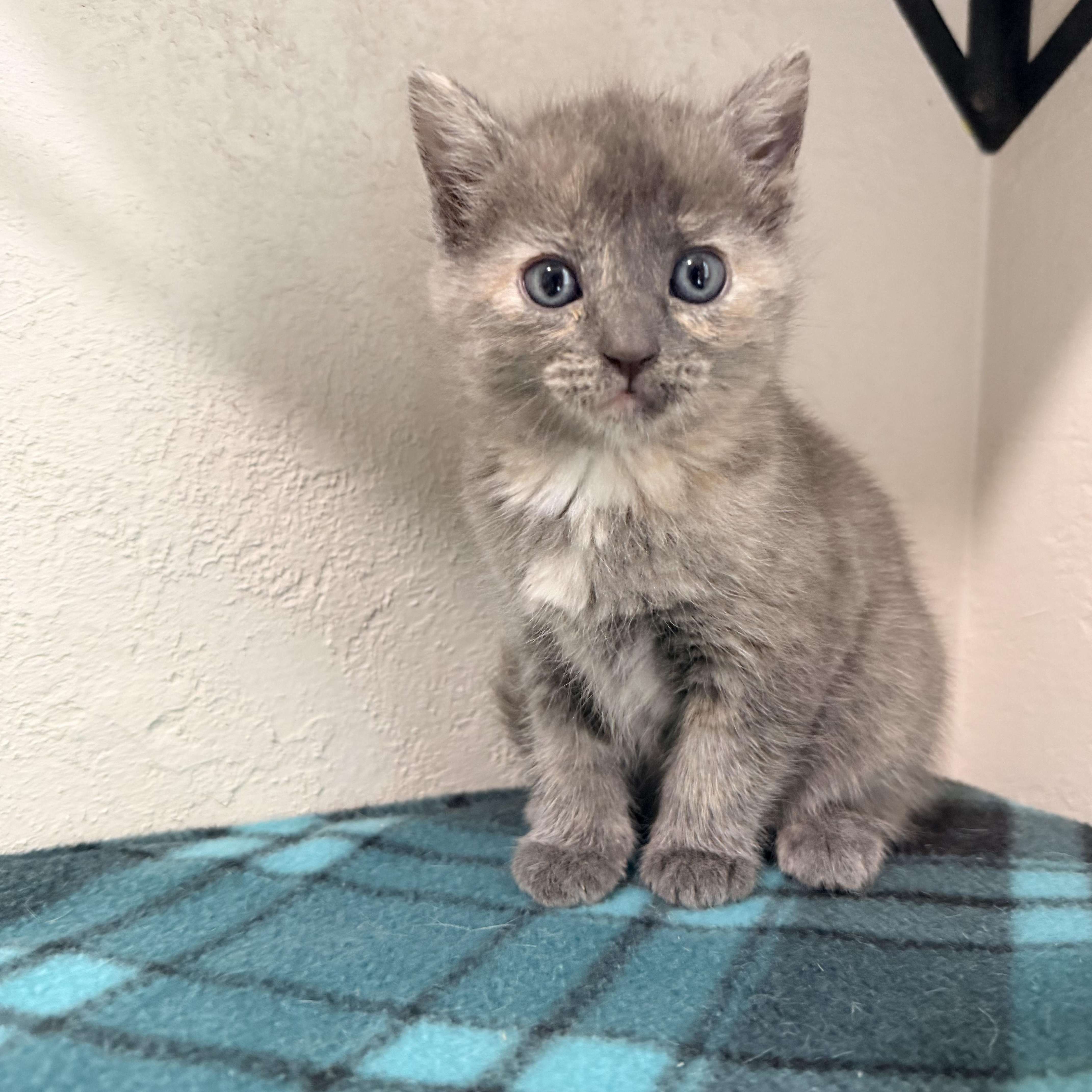 A baby small-sized female Dilute Tortoiseshell Dilute Tortoiseshell cat named Dionne for adoption in Greensboro, NC