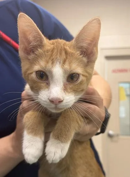 A baby small-sized male Domestic Short Hair cat named Ronan for adoption in Fishers, IN