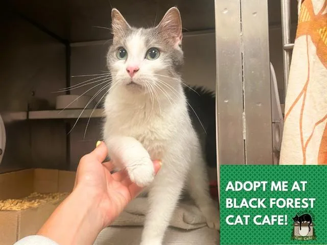 An adult small-sized female Domestic Short Hair cat named Baby for adoption in Fort Wayne, IN