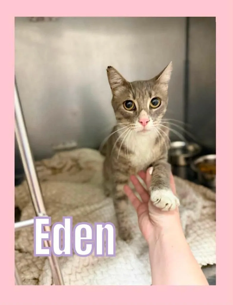 A young medium-sized female Domestic Short Hair cat named Eden for adoption in Bossier City, LA