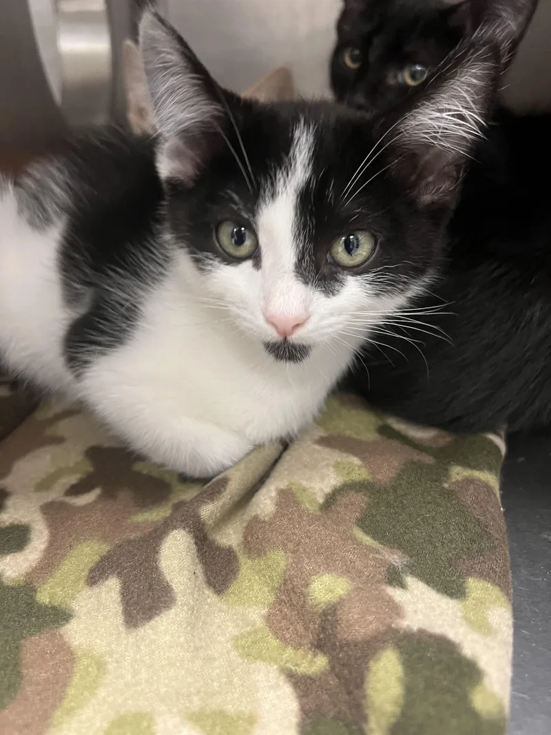 A baby small-sized male Domestic Short Hair cat named Chalupa for adoption in Chico, CA