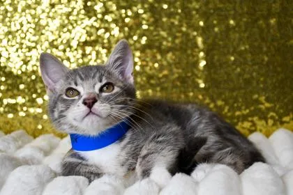 A baby small-sized male Domestic Short Hair cat named Victor for adoption in Yakima, WA