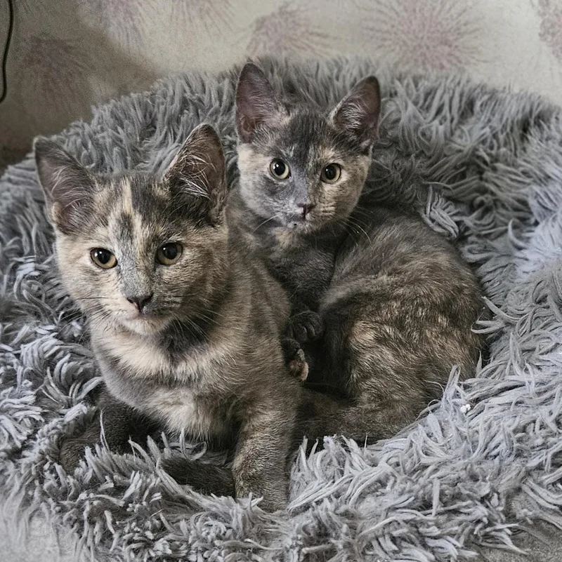 Cappuccino Bonded With Latte thumbnail 3