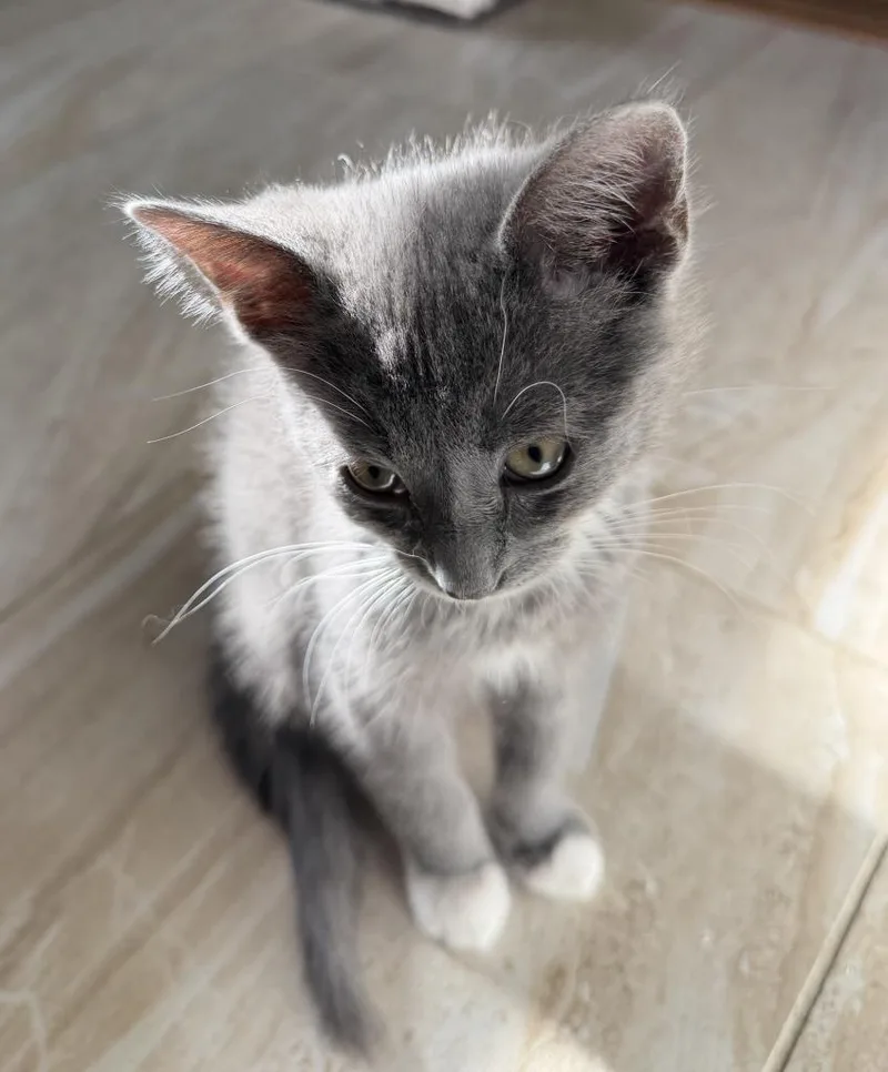 A baby medium-sized female Domestic Short Hair cat named Pickles for adoption in Warren, MI
