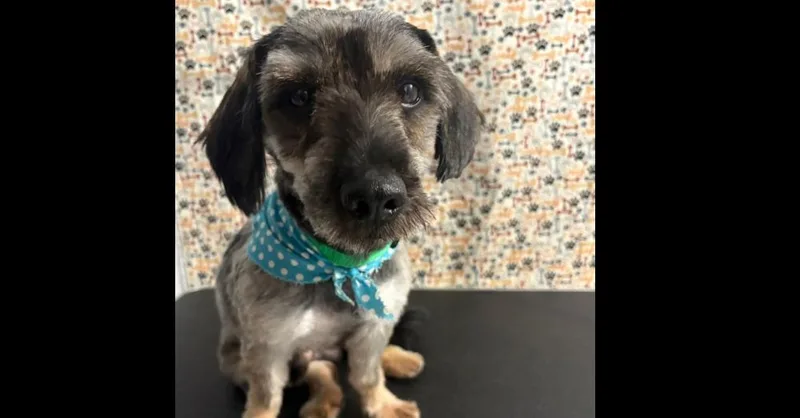 An adult medium-sized male Gray / Blue / Silver Schnauzer dog named Polo for adoption in Naranjito, PR