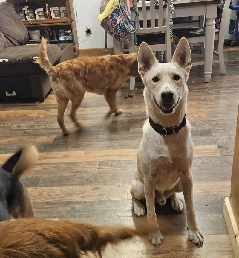 An adult medium-sized male Siberian Husky dog named Bolt for adoption in New London, WI
