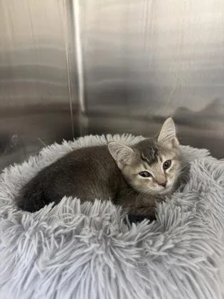 A baby small-sized female Domestic Short Hair cat named Angel for adoption in Westland, MI