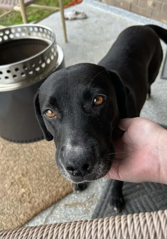 An adult medium-sized female Black Labrador Retriever dog named Ahcan  Mabel for adoption in Broomfield, CO