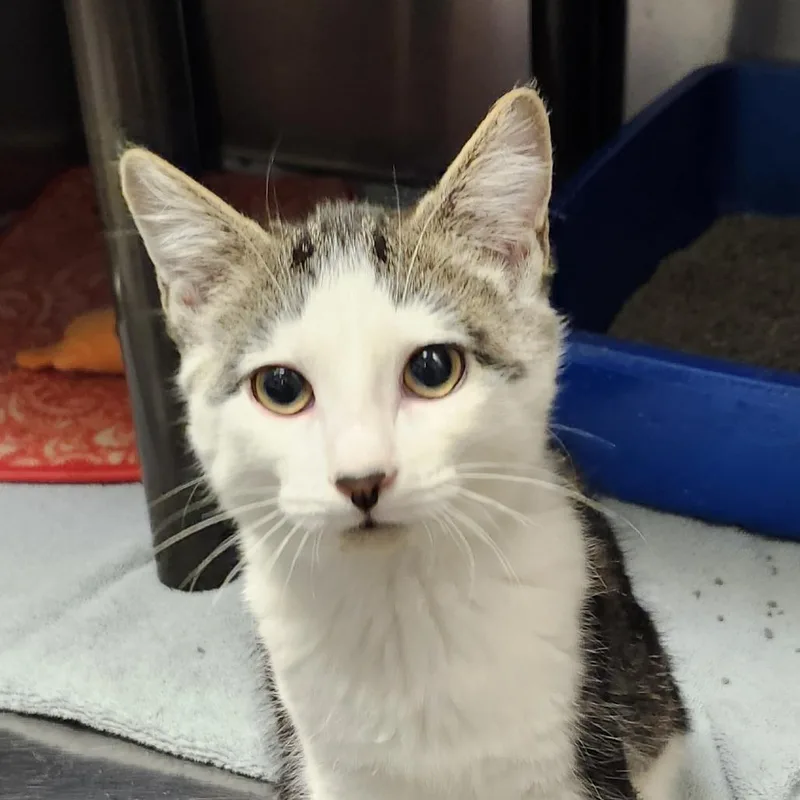 A baby small-sized female Domestic Short Hair cat named Martini for adoption in Columbia Station, OH