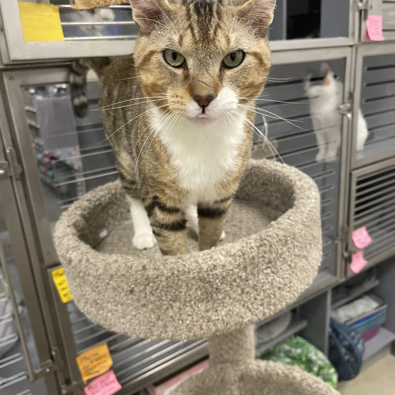 An adult medium-sized male Domestic Short Hair cat named Bruno for adoption in Highland, IN