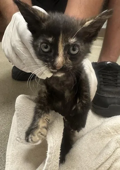 A baby small-sized female Domestic Short Hair cat named Rootbeer for adoption in Palm Coast, FL