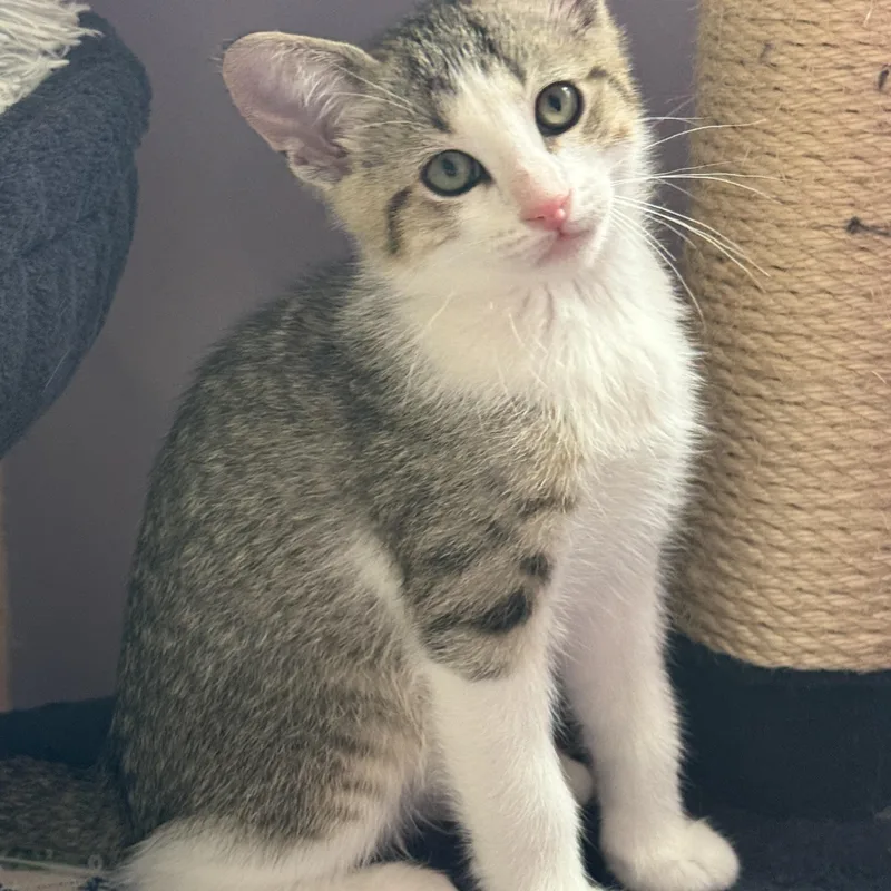 A baby medium-sized male Torbie Domestic Short Hair cat named Tetris for adoption in Garden City, MI