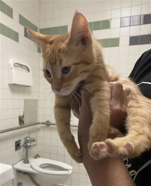 A baby medium-sized male Domestic Short Hair cat named Berlioz for adoption in Dallas, TX
