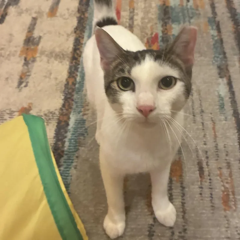 A young large-sized male Domestic Short Hair cat named Jack Harkness for adoption in Houston, TX