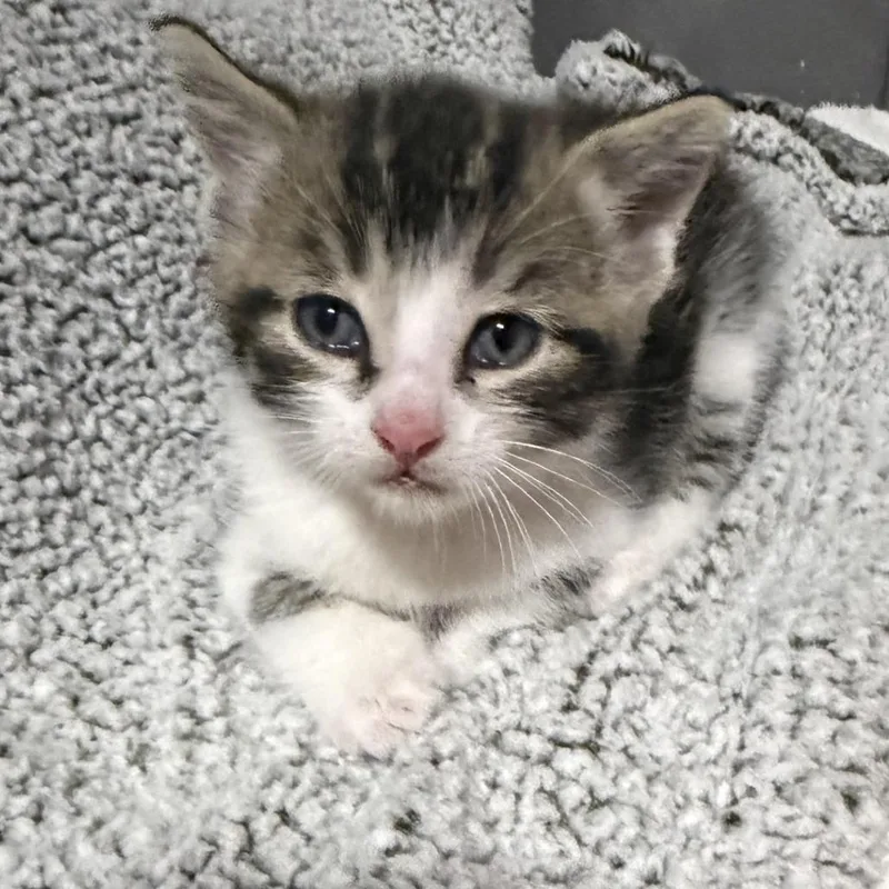 A baby small-sized male Brown / Chocolate Domestic Short Hair cat named Cookie Dough for adoption in Albert Lea, MN