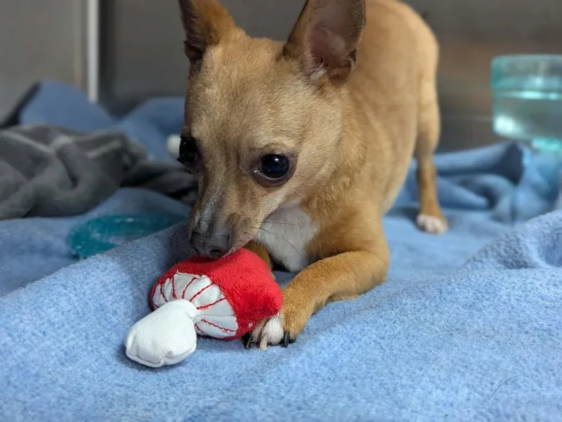An adult small-sized male Chihuahua dog named Lil Whiskey for adoption in Sebastian, FL