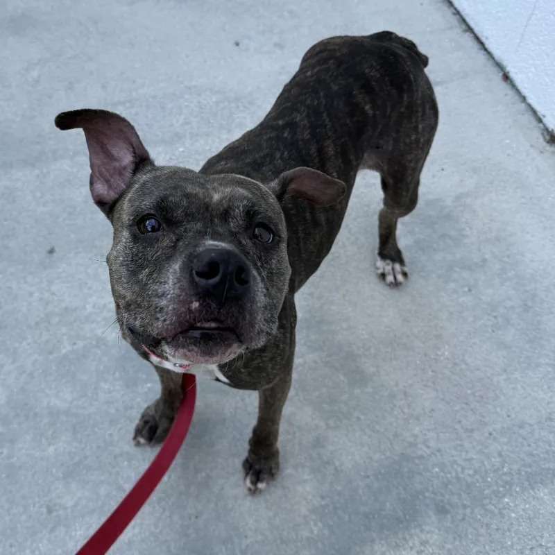 A senior medium-sized female Brindle Mixed Breed dog named Luna for adoption in Jacksonville, FL