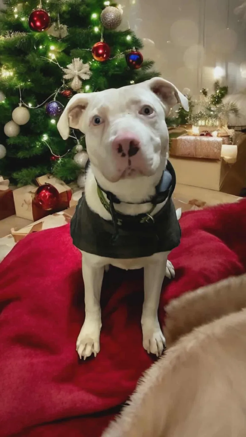 Malibu! Cute Sweet Girl!