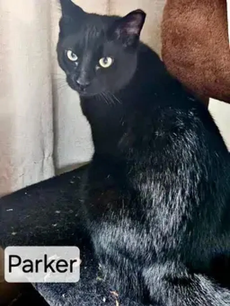An adult medium-sized male Black Domestic Short Hair cat named Parker for adoption in North Babylon, NY