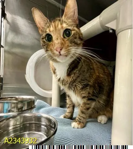 An adult large-sized female American Shorthair cat named Autumn for adoption in West Palm Beach, FL