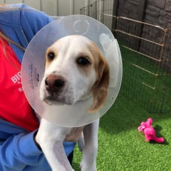 An adult large-sized male White / Cream Hound dog named Frosty for adoption in LOXAHATCHEE, FL
