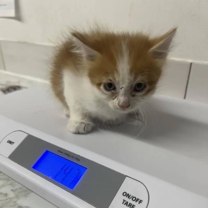 A baby small-sized male Orange / Red Domestic Medium Hair cat named Hardrian for adoption in St. Louis, MO