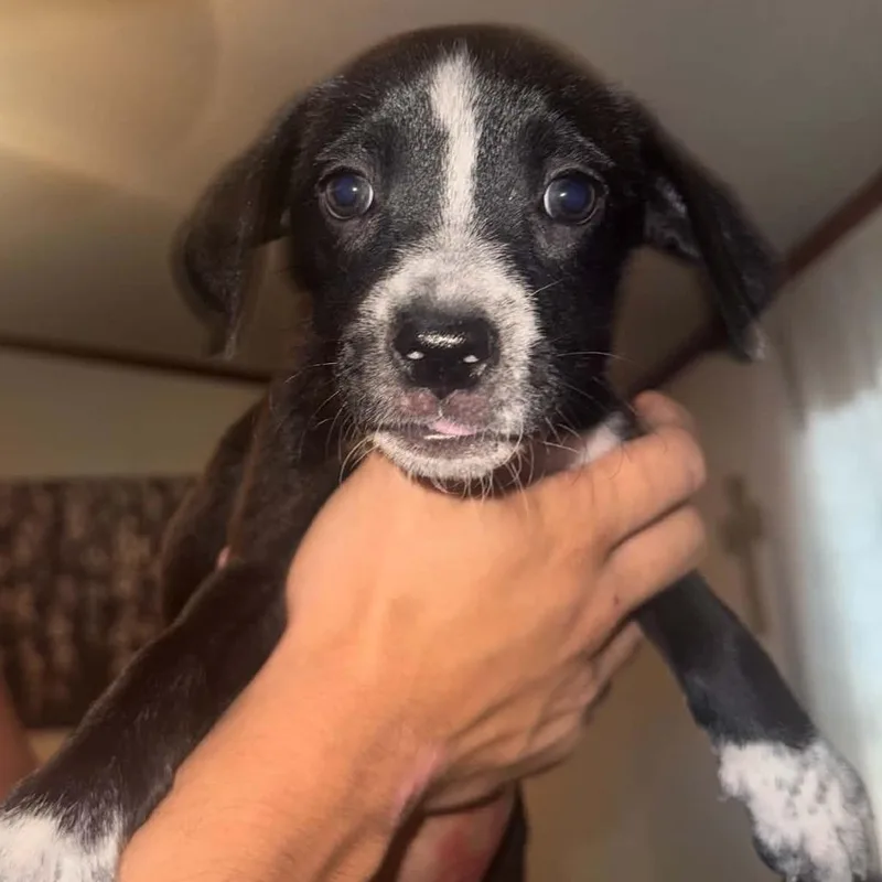 A baby small-sized female Black Boxer dog named Trishie for adoption in Oceanside, NY