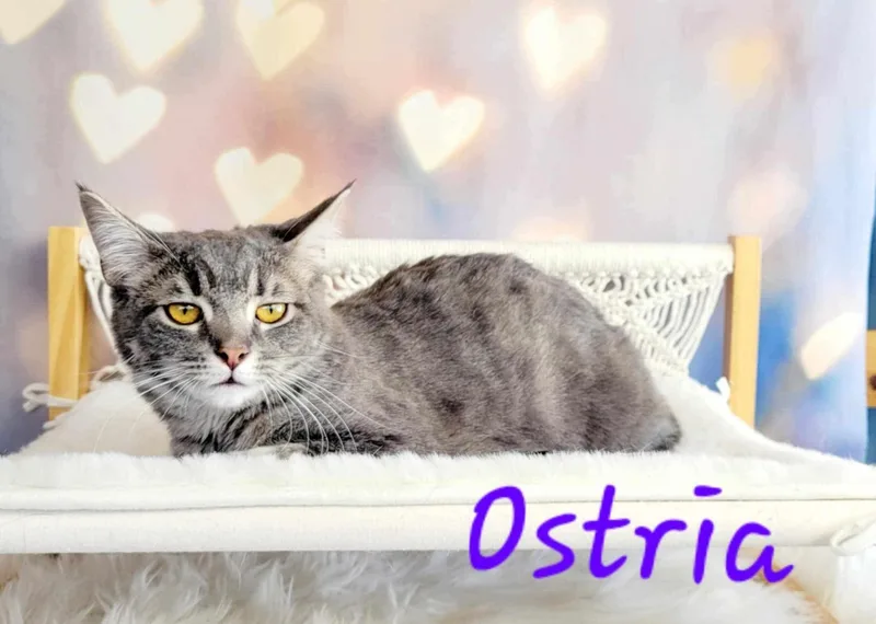 Ostria thumbnail 3