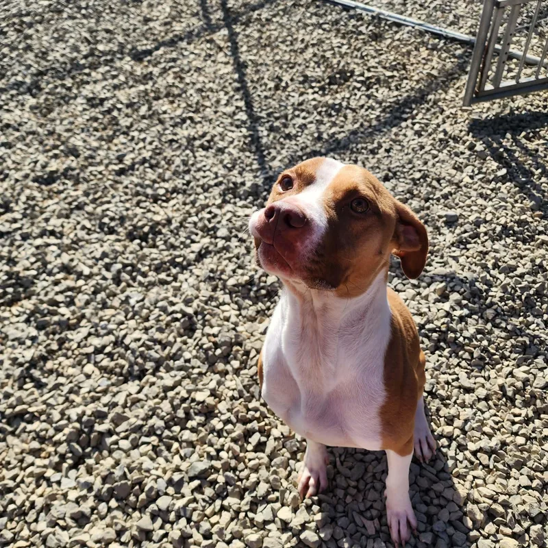 Roscoe thumbnail 3