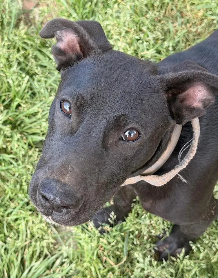 A young medium-sized male Black Labrador Retriever dog named Mickey for adoption in Calera, AL