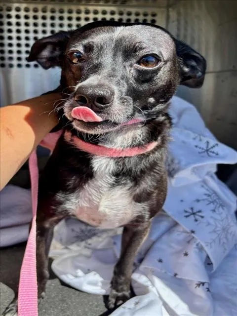 An adult small-sized male Terrier dog named Jasper for adoption in Woodland, CA