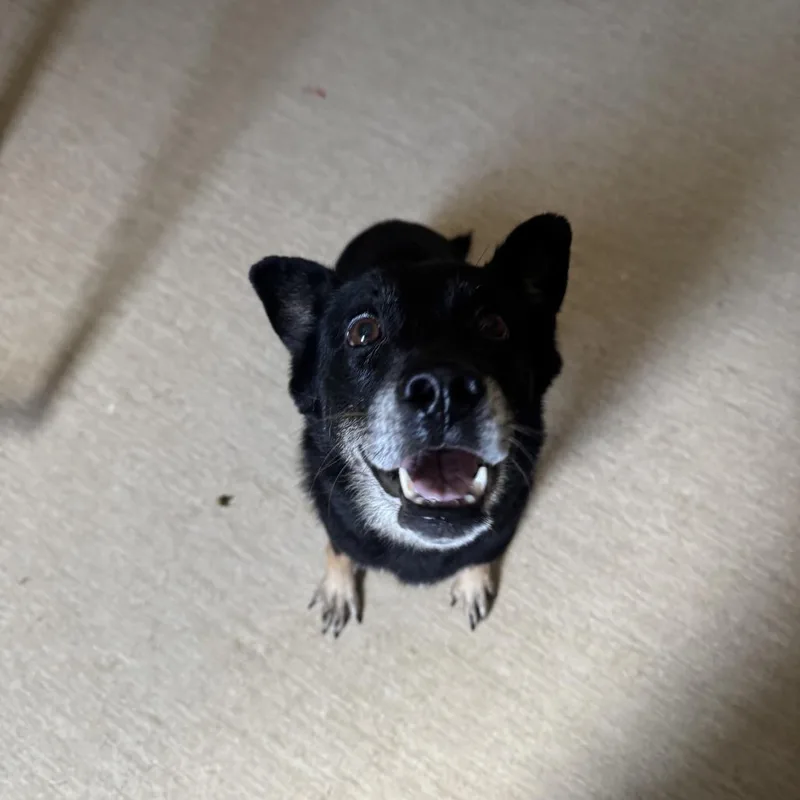 An adult medium-sized female Black Mixed Breed dog named Berry for adoption in Red House, WV