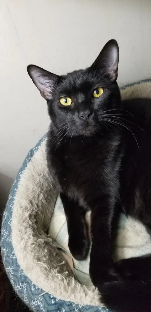 A young medium-sized male Black Domestic Short Hair cat named Buttons for adoption in Douglasville, GA