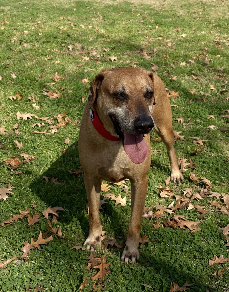 A senior large-sized male Red / Chestnut / Orange Hound dog named FINN fun buddy for adoption in Cypress, TX