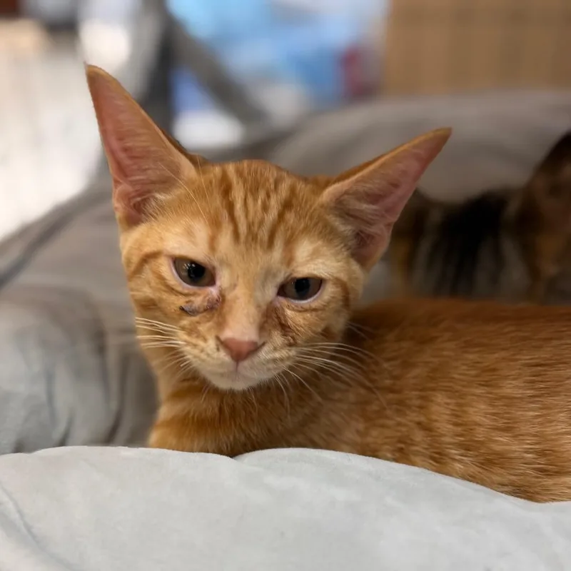 A baby medium-sized male Domestic Short Hair cat named Augie for adoption in Portage, MI