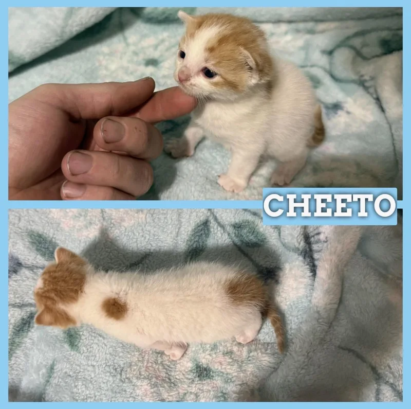 Cheeto
