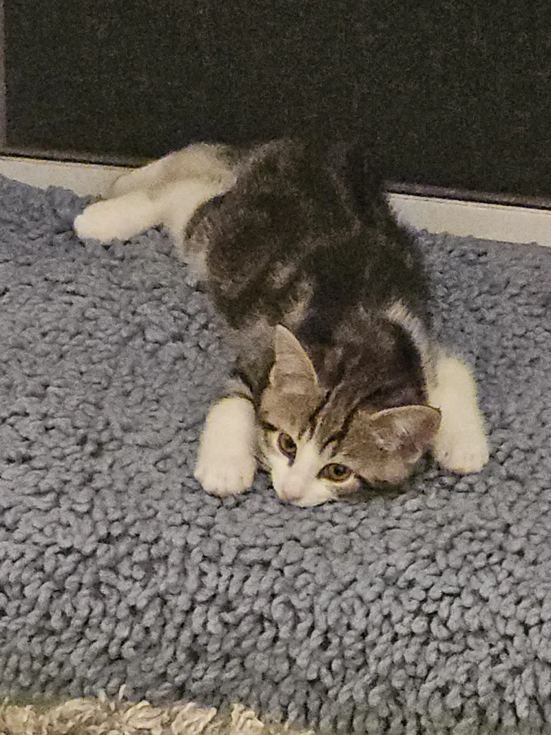 A baby medium-sized male Domestic Short Hair cat named Iris for adoption in Kenhorst, PA