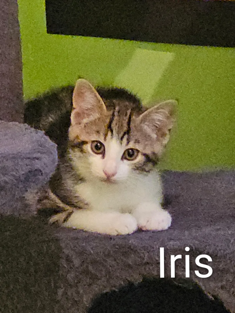 Iris thumbnail 3