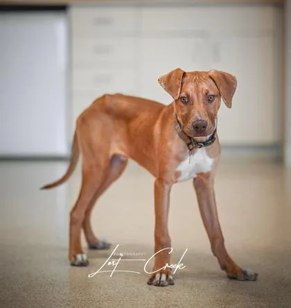 A young large-sized male Mixed Breed dog named Brody for adoption in Kalispell, MT